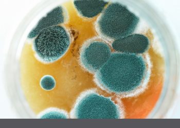 All You Need to Know About Mold